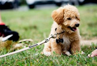 Tilmeld dig hvalpetræning og giv din hvalp en god start