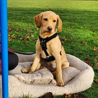 Hundetræning hos AOF