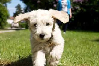 Tilmeld dig hvalpetræning og giv din hvalp en god start